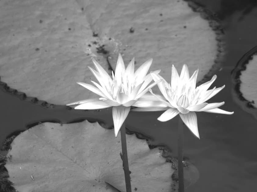 Flores en el pantano